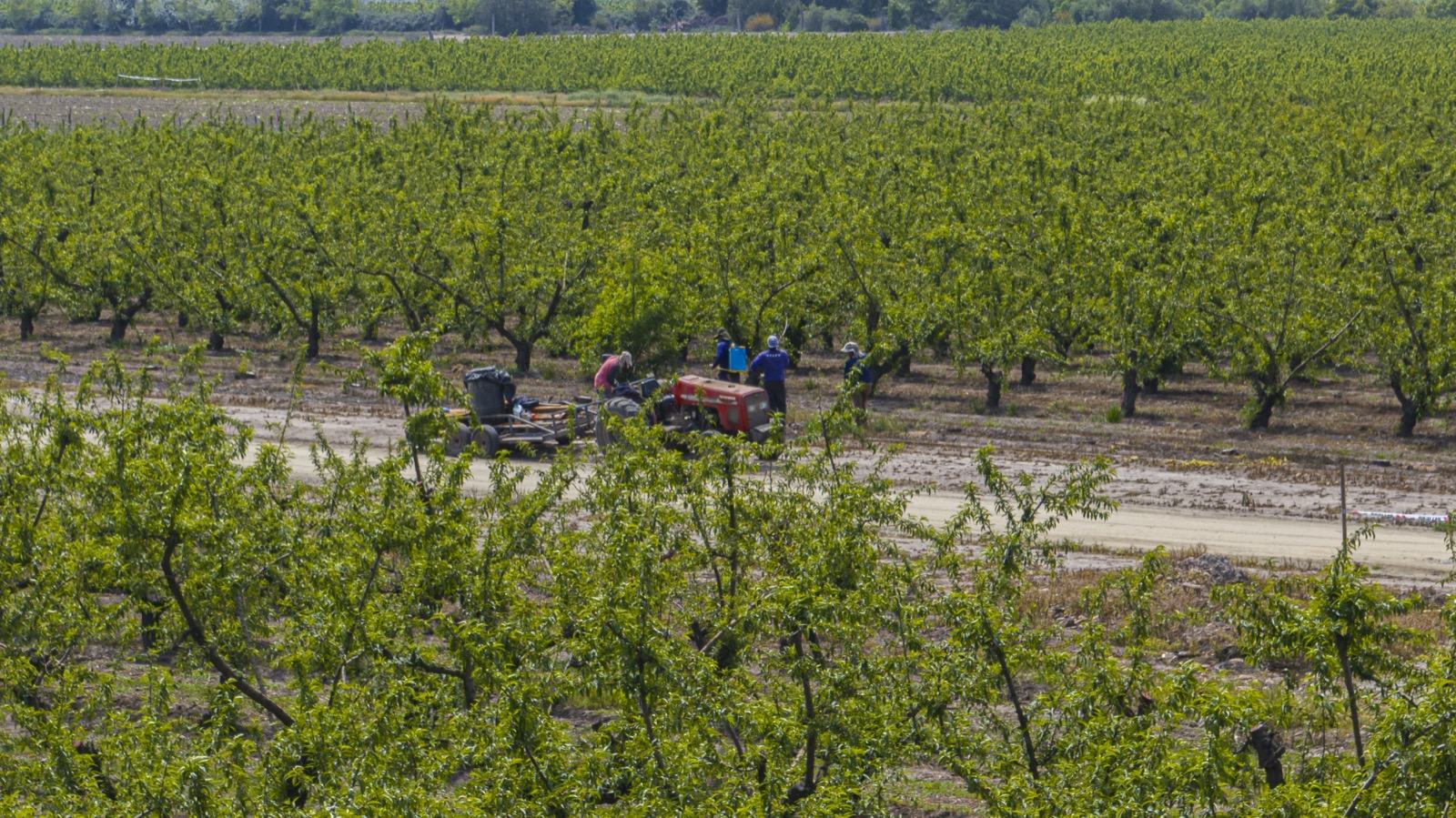 Trabajo agrícola entre los frutales de la parcelación, Fundo Santa Elisa